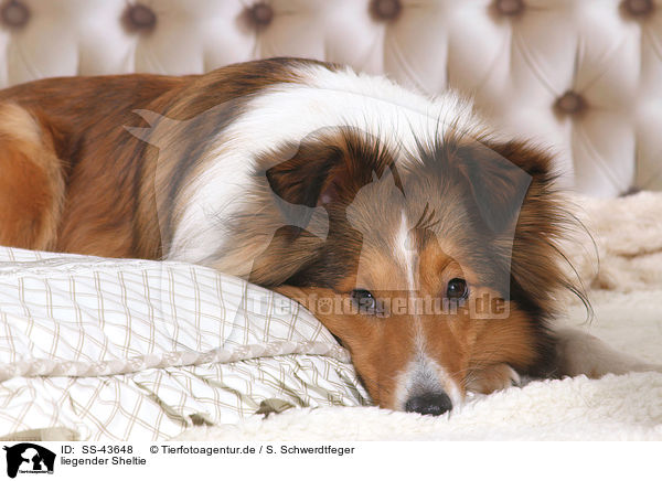 liegender Sheltie / lying Sheltie / SS-43648