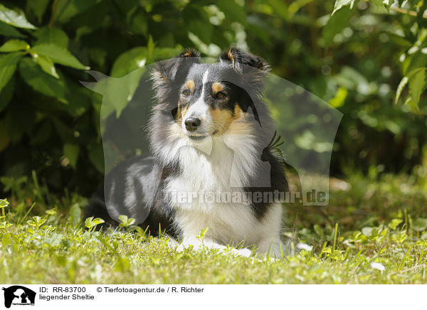 liegender Sheltie / RR-83700