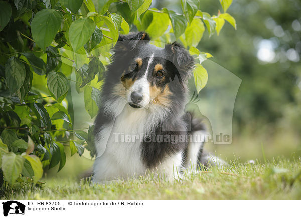 liegender Sheltie / RR-83705