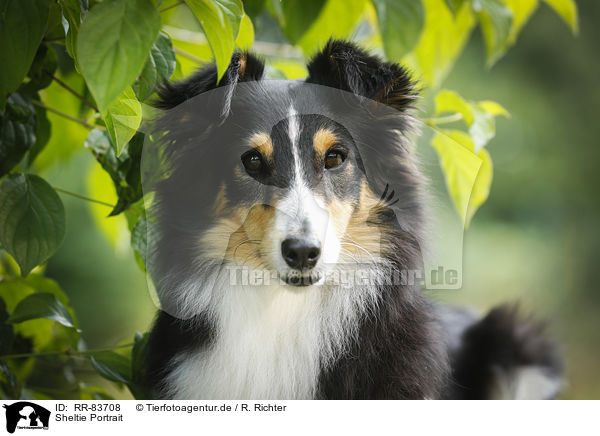 Sheltie Portrait / RR-83708