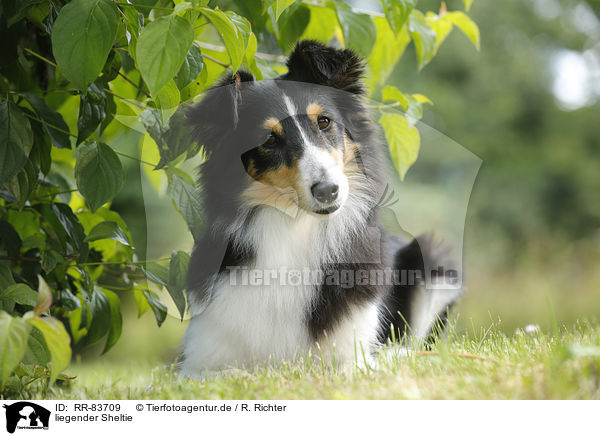 liegender Sheltie / RR-83709