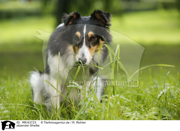 sitzender Sheltie / RR-83723