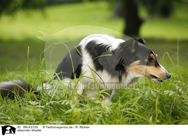 sitzender Sheltie / RR-83729