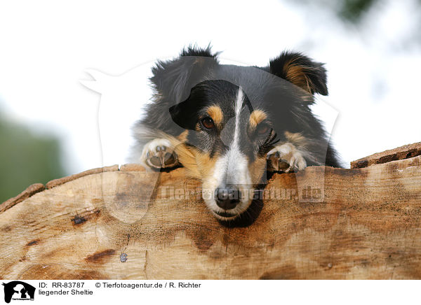 liegender Sheltie / RR-83787