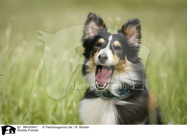 Sheltie Portrait / RR-83847