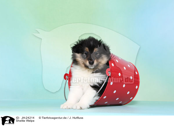 Sheltie Welpe / JH-24214
