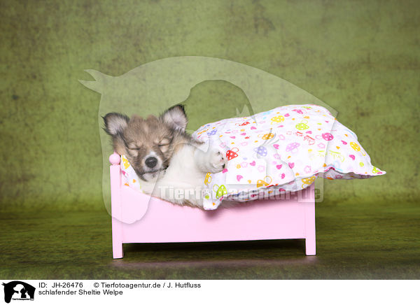 schlafender Sheltie Welpe / JH-26476