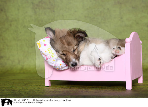 schlafender Sheltie Welpe / JH-26479