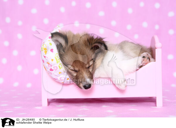 schlafender Sheltie Welpe / JH-26480