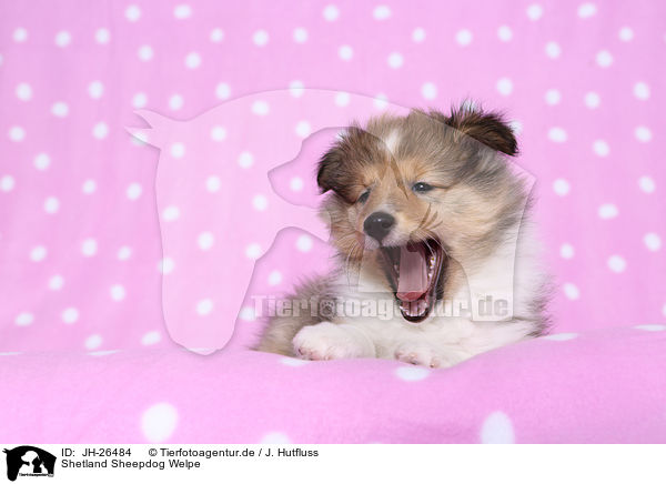 Shetland Sheepdog Welpe / JH-26484