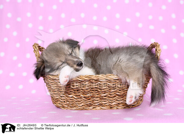 schlafender Sheltie Welpe / JH-26493