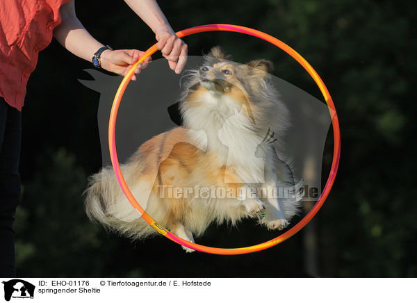 springender Sheltie / jumping Sheltie / EHO-01176
