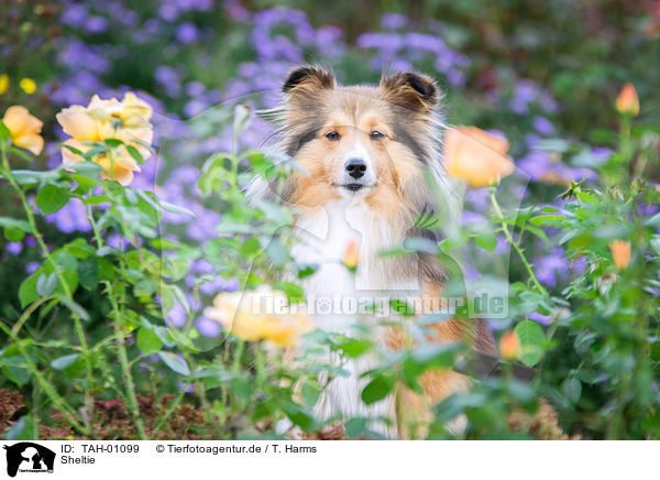 Sheltie / Sheltie / TAH-01099