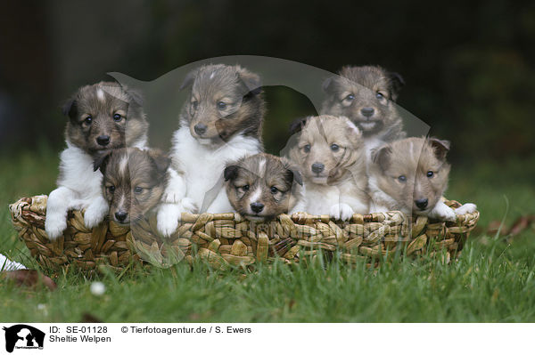 Sheltie Welpen / Sheltie Puppies / SE-01128