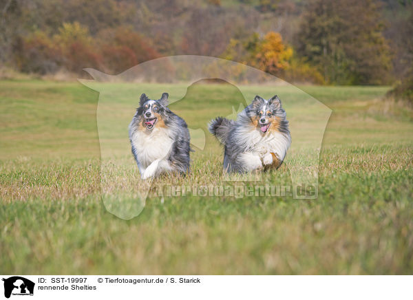 rennende Shelties / running Shelties / SST-19997