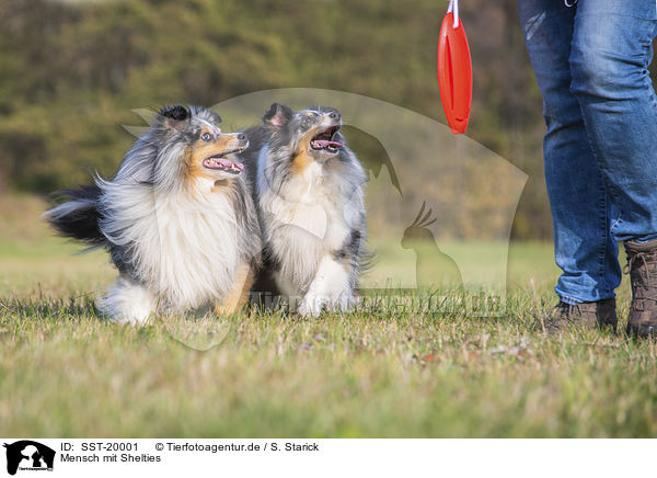 Mensch mit Shelties / human with Shelties / SST-20001