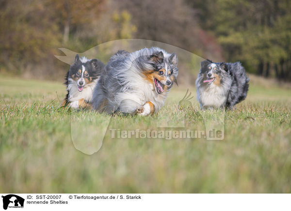 rennende Shelties / running Shelties / SST-20007