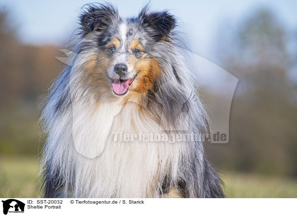 Sheltie Portrait / SST-20032