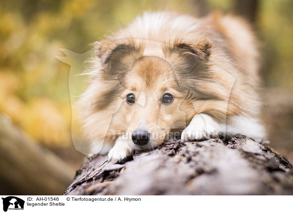 liegender Sheltie / AH-01546