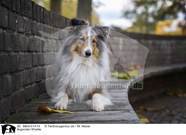 liegender Sheltie / lying Sheltie / MAH-01414