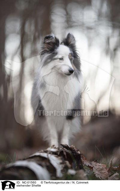 stehender Sheltie / NC-01560