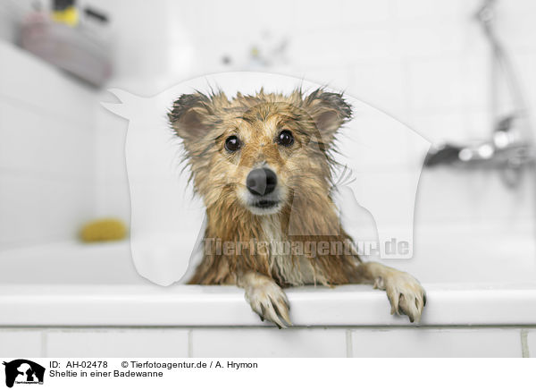 Sheltie in einer Badewanne / Sheltie in a bathtub / AH-02478