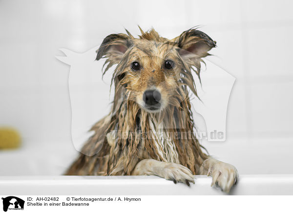 Sheltie in einer Badewanne / AH-02482