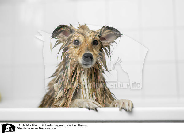 Sheltie in einer Badewanne / AH-02484