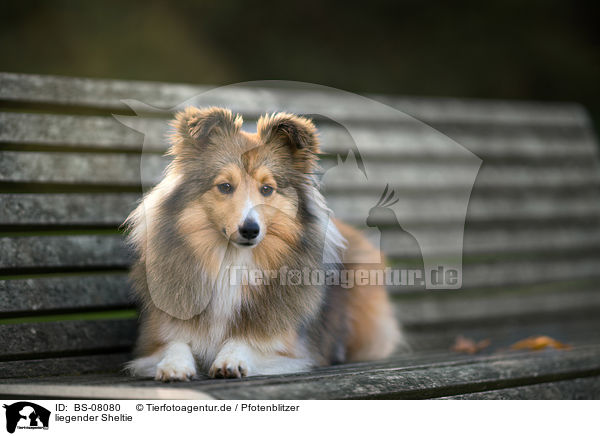 liegender Sheltie / lying Sheltie / BS-08080