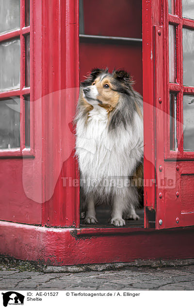 Sheltie / Sheltie / AE-01527