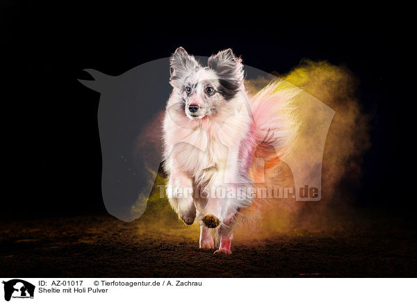 Sheltie mit Holi Pulver / AZ-01017