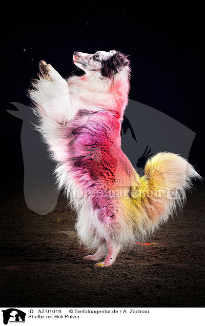 Sheltie mit Holi Pulver / AZ-01019