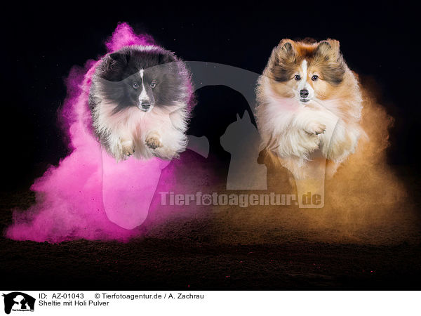 Sheltie mit Holi Pulver / AZ-01043