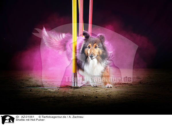 Sheltie mit Holi Pulver / Sheltie with holi powder / AZ-01061