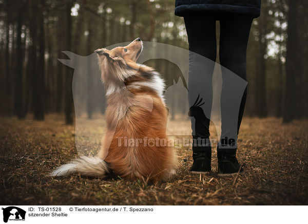 sitzender Sheltie / sitting Sheltie / TS-01528