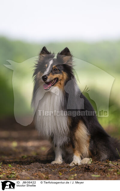 tricolor Sheltie / tricolor Sheltie / JM-06422
