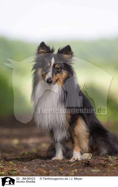 tricolor Sheltie / tricolor Sheltie / JM-06423