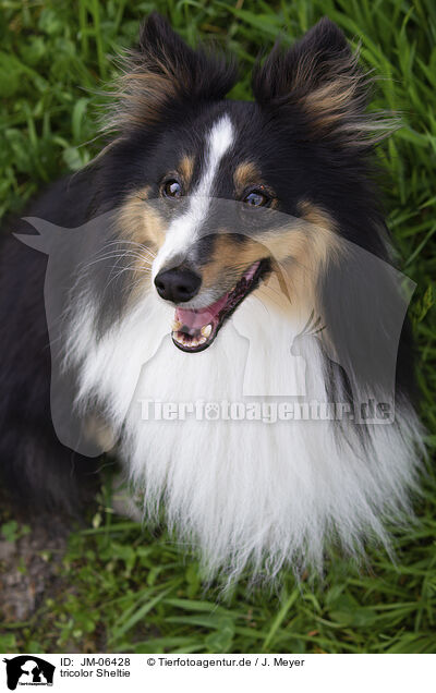 tricolor Sheltie / JM-06428