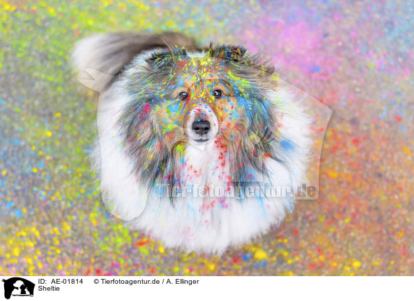 Sheltie / AE-01814