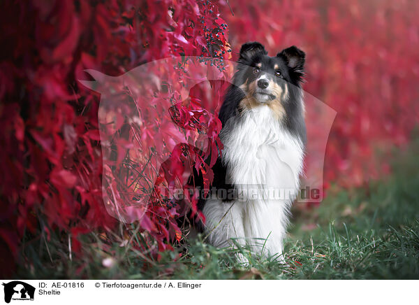 Sheltie / AE-01816