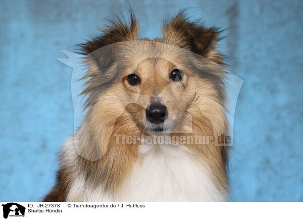 Sheltie Hndin / female Sheltie / JH-27378