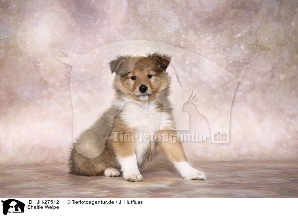 Sheltie Welpe / JH-27512