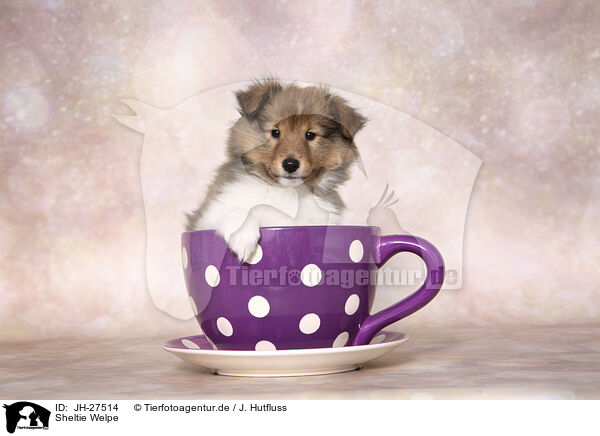 Sheltie Welpe / JH-27514