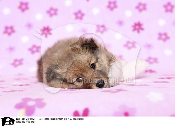 Sheltie Welpe / JH-27552