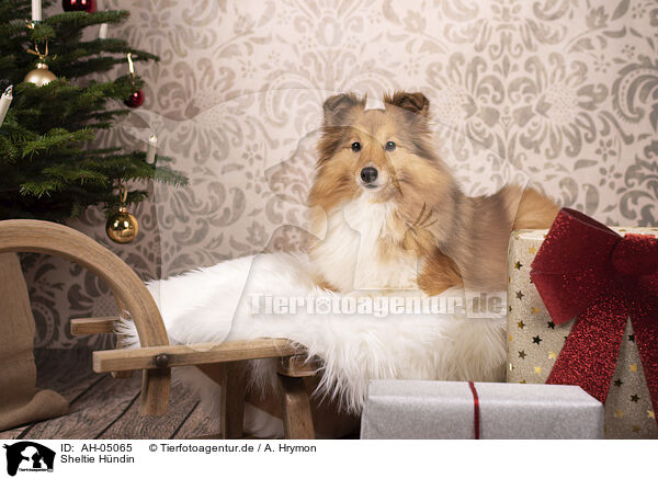Sheltie Hndin / female Sheltie / AH-05065