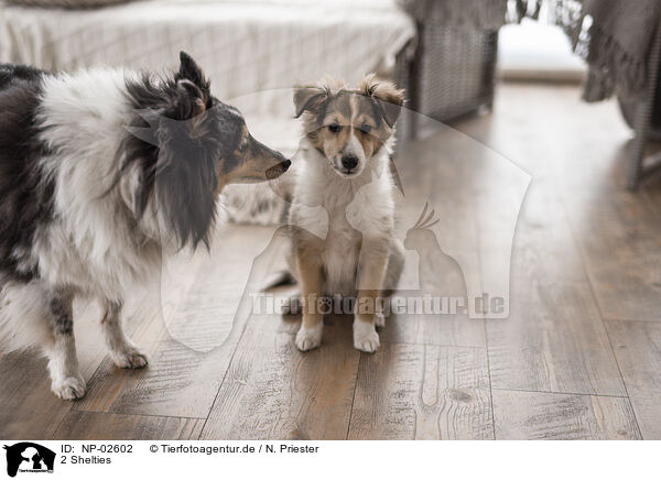 2 Shelties / 2 Shelties / NP-02602