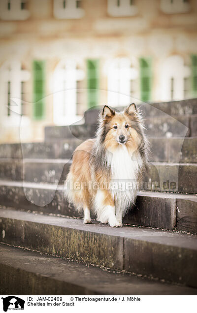 Shelties im der Stadt / Shelties in the city / JAM-02409