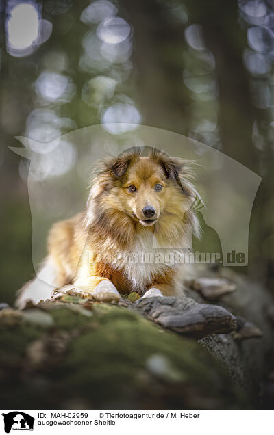 ausgewachsener Sheltie / MAH-02959