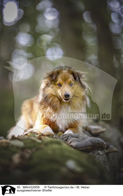 ausgewachsener Sheltie / adult Sheltie / MAH-02959