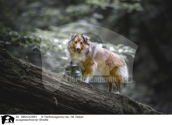 ausgewachsener Sheltie / MAH-02963